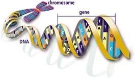 How DNA Evidence Works | HowStuffWorks