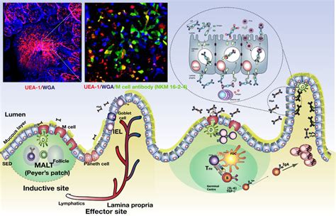 Gut-associated mucosal immune system. In the intestinal immune system,... | Download Scientific ...