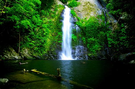 Private Charter Tours Daintree Rainforest & Cassowary Falls Morning