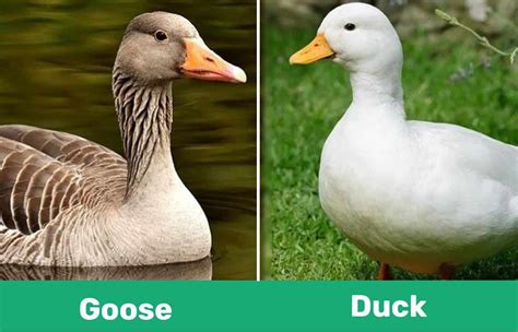 Goose vs. Duck: Visual Differences & Characteristics | Animal World