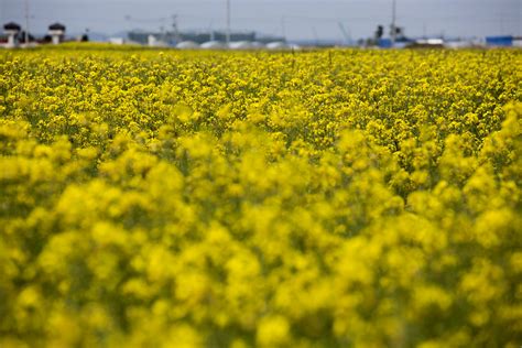 Canada Farmers Seen Harvesting Less Wheat, Canola in 2017 - Bloomberg