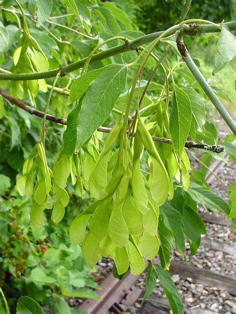 Acer negundo (ash-leaved maple, boxelder): Go Botany