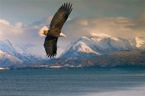 Top 10 Wildlife Encounters on an Alaska Cruise - Cruises