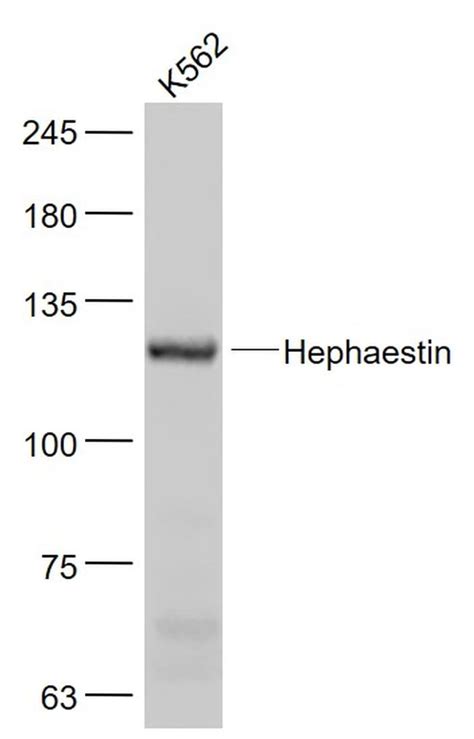 Hephaestin Polyclonal Antibody (BS-15458R)