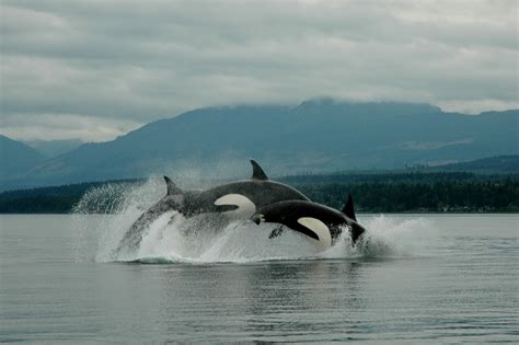 AI protecting our endangered orca whales in the Salish Sea | googblogs.com