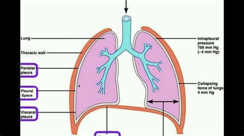 What Term Best Describes the Serous Membrane - Branson-has-Saunders