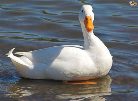5 Duck Breeds That are Great to Keep in the Garden | Pets4Homes
