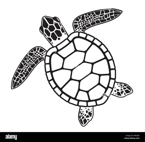 42+ Sea Turtle Vector Image