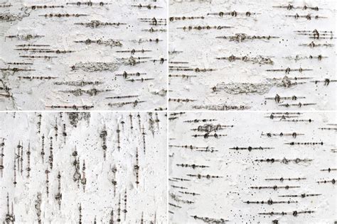 12 Birch Bark Texture Backgrounds ~ Textures.World