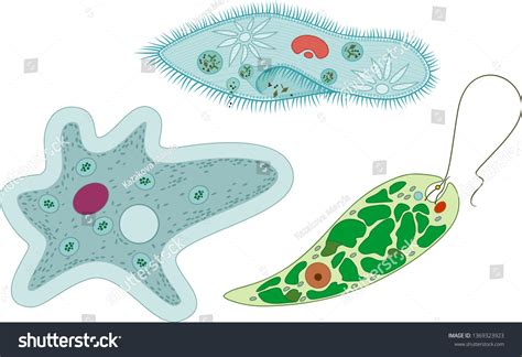 3,407 Single Celled Organism Images, Stock Photos & Vectors | Shutterstock