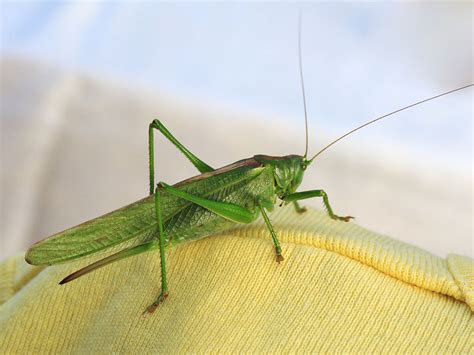 Grasshopper | Free Stock Photo | Close-up of a green grasshopper | # 9509