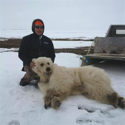 Grolar or pizzly? Experts say rare grizzly-polar bear hybrid shot in ...