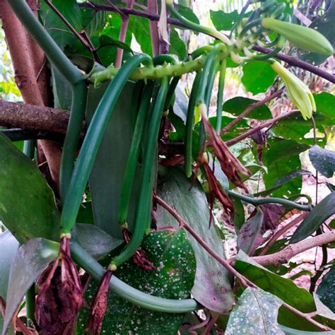 Growing Vanilla Beans plant in your backyard | Vanilla orchid care ...