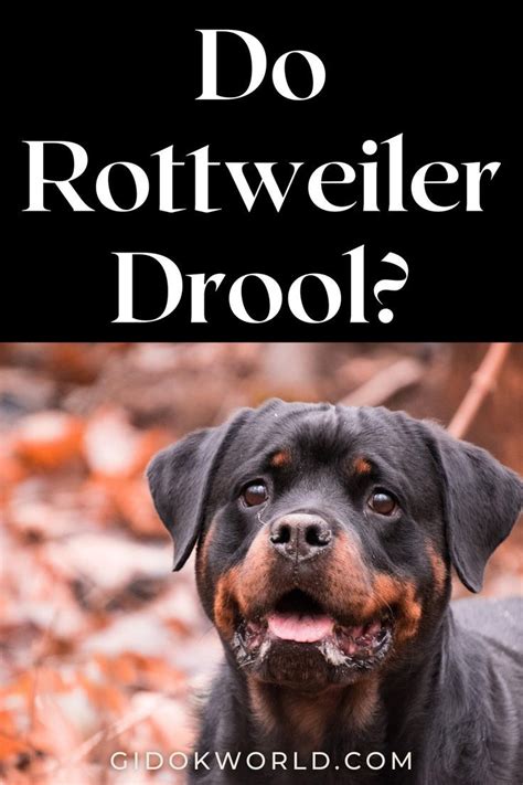 Do Rottweiler Drool? in 2022 | Rottweiler, Dog facts, Different dogs