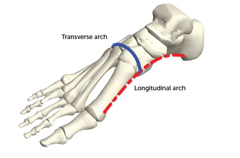 Evolving an arch across the foot’s width helped hominids walk upright