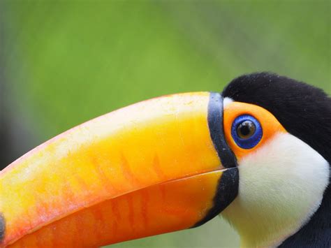 Toucan close-up at John Ball Zoo | Smithsonian Photo Contest | Smithsonian Magazine