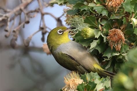 Silvereye • ReWild Perth