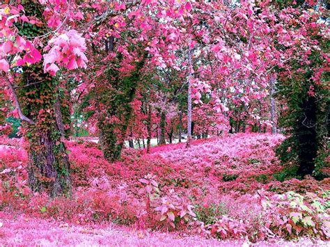 Pin by redacted on Pink soothes the soul | Pink garden, Beautiful ...