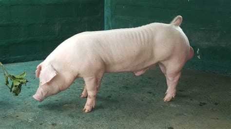 Chester White Pigs - Breed Profile, Behavior & Care