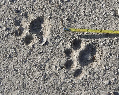 Bobcat Tracks | Animal footprints, Animal tracks, Pet signs