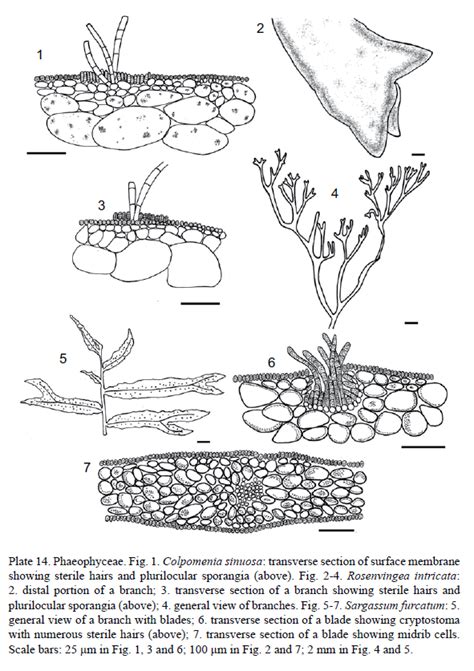 Phaeophyceae Diagram