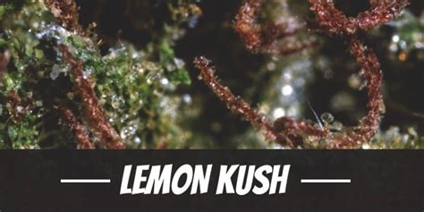 Lemon Kush Strain Review and Information