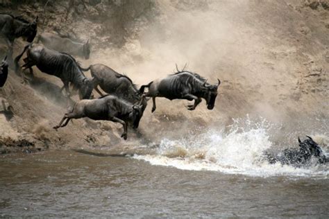 Kenya's Tourism Is Getting Back Its Groove From Wildebeest Migration