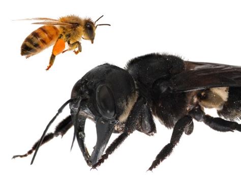 The World's Largest Bee and the Cautionary Tale of Its Rediscovery - Atlas Obscura