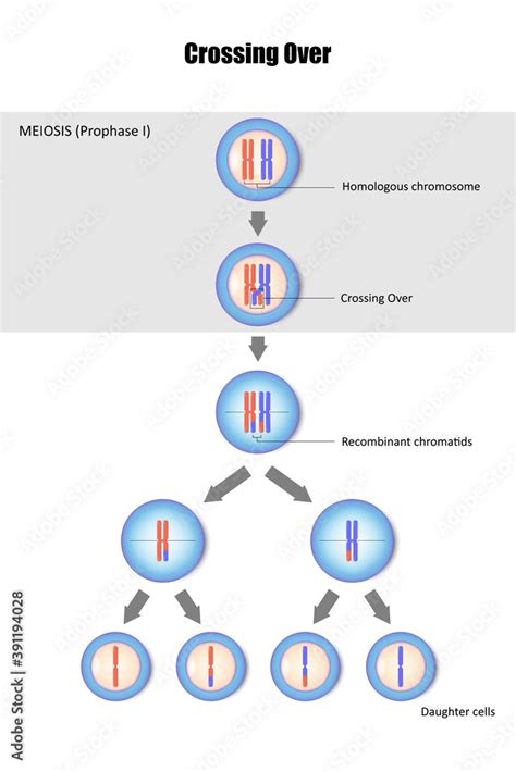 Diagram of Crossing Over, Genetic recombination, Crossing over during ...