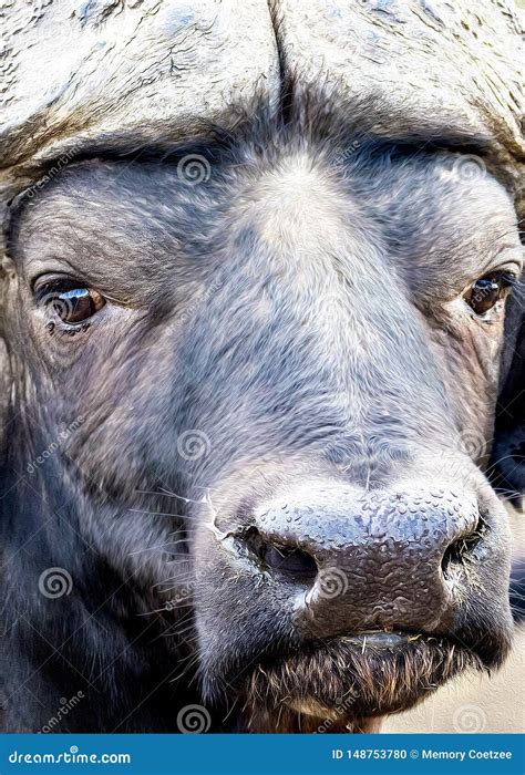 Buffalo Eyes stock photo. Image of eyes, buffalo, wildlife - 148753780