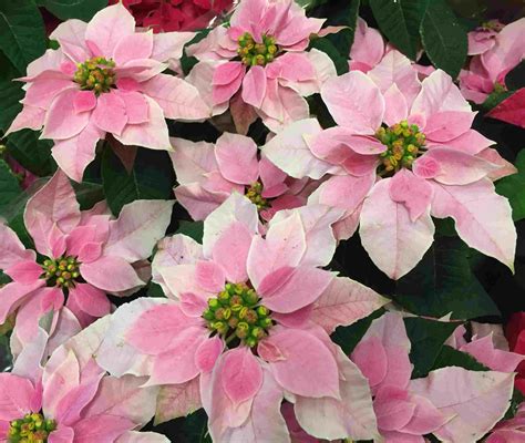 pink and white poinsettia flowers with green leaves