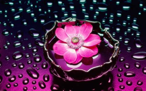 Pink flower in water and raindrops Wallpaper Download 5120x3200