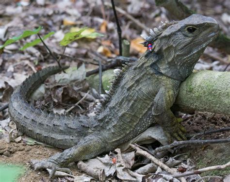 Male tuatara | Tuatara, Animals, Unusual animals