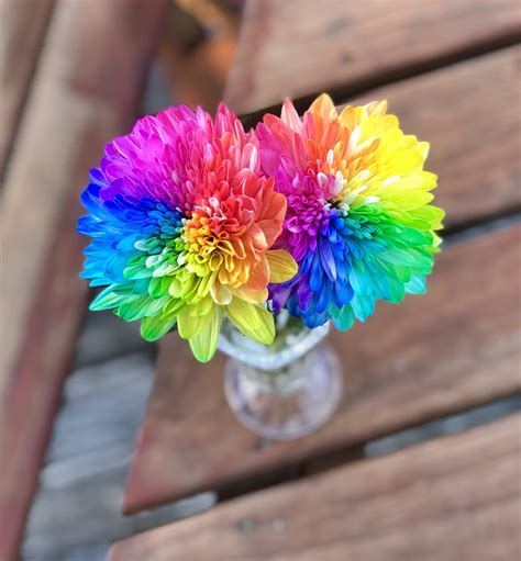 My rainbow flowers (white chrysanthemums dyed multicolored). : r/pics