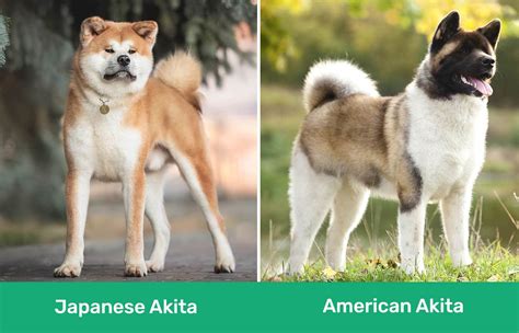 Japanese Akita Inu vs American Akita: Vet-Verified Differences (With Pictures) – Dogster