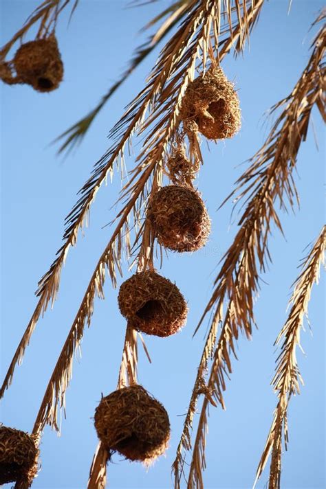 Vertical Closeup Shot of Baya Weaver Bird Nests Hanging from Palm Tree ...