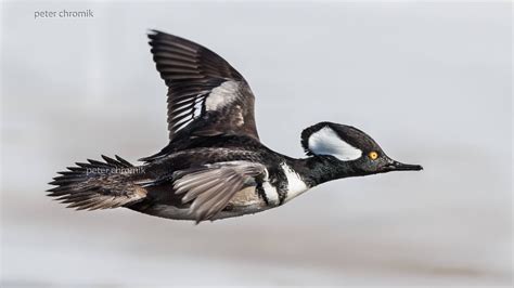 Hooded Merganser in flight Fox River, IL | Waterfowl taxidermy, Birds, Duck hunting