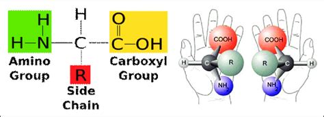 Chirality of Amino Acids: Enantiomers, Importance in Biology