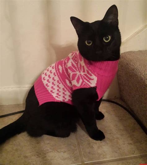 Black Cat Friday In A Sweater - http://cutecatshq.com/cats/black-cat ...