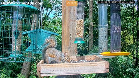 LIVE BIrd Feeder Cam- August 9th,2019- Akron, Ohio | What is your ...