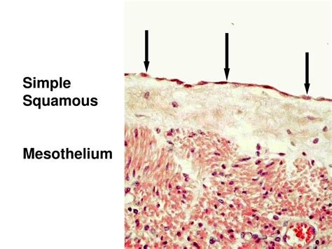 PPT - Histology PowerPoint Presentation, free download - ID:6194263