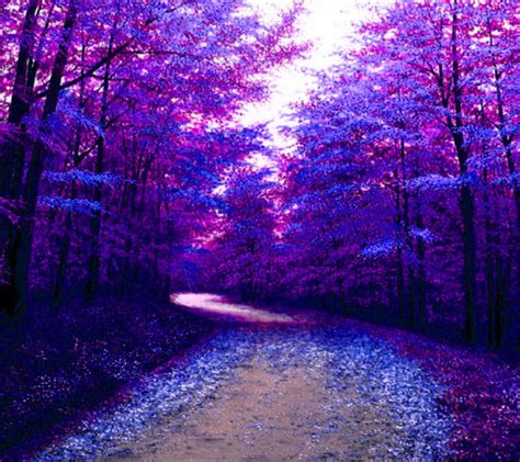 Purple Forest Wallpapers - 4k, HD Purple Forest Backgrounds on WallpaperBat