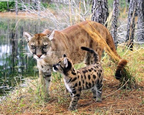 Image Gallery Mountain Lion Bobcat Hybrid | Zvířata, Kotě, Kočka