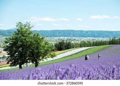 3,303 Farm tomita hokkaido Images, Stock Photos & Vectors | Shutterstock