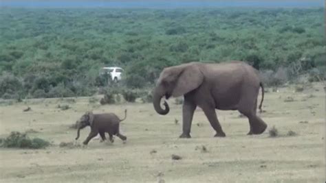 Baby Elephant GIF - Elephant Baby Elephant Run - Discover & Share GIFs