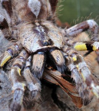 Some Tarantula Bites More Harmful Than Thought | Live Science