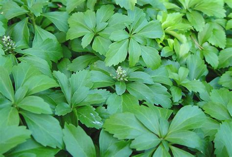 Pachysandra terminalis - Alchetron, The Free Social Encyclopedia