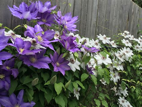 How to Grow and Care for Clematis - World of Flowering Plants