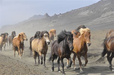 Herd Of Horses Free Stock Photo - Public Domain Pictures