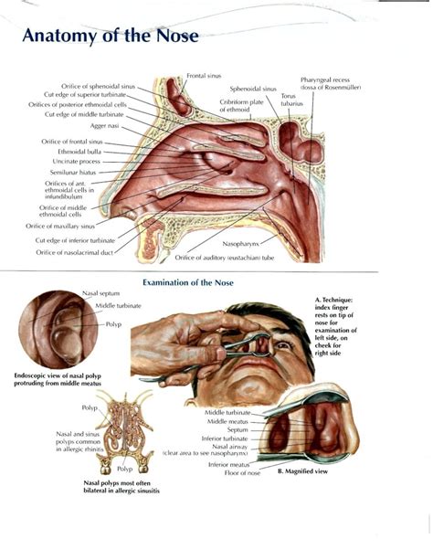 Anatomy And Physiology Of Ear, Nose And Throat – Pharmahelp